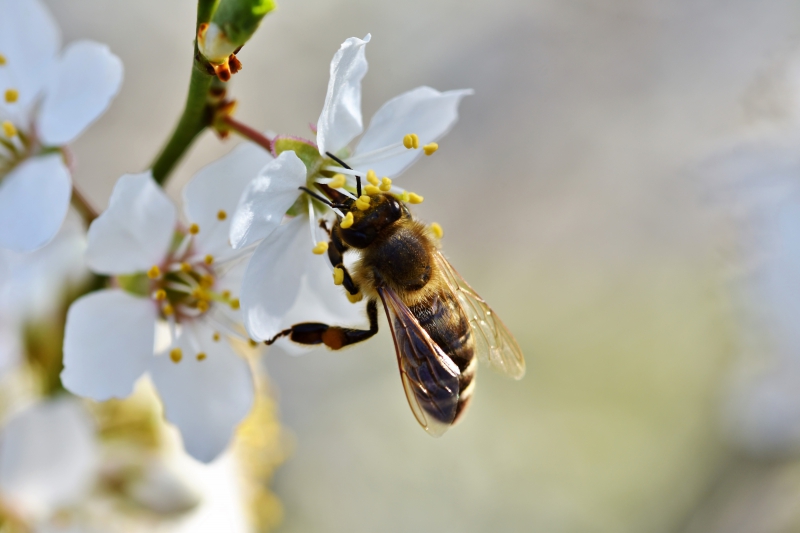 jardinerie-ST MARTIN VESUBIE-min_bee-4092986